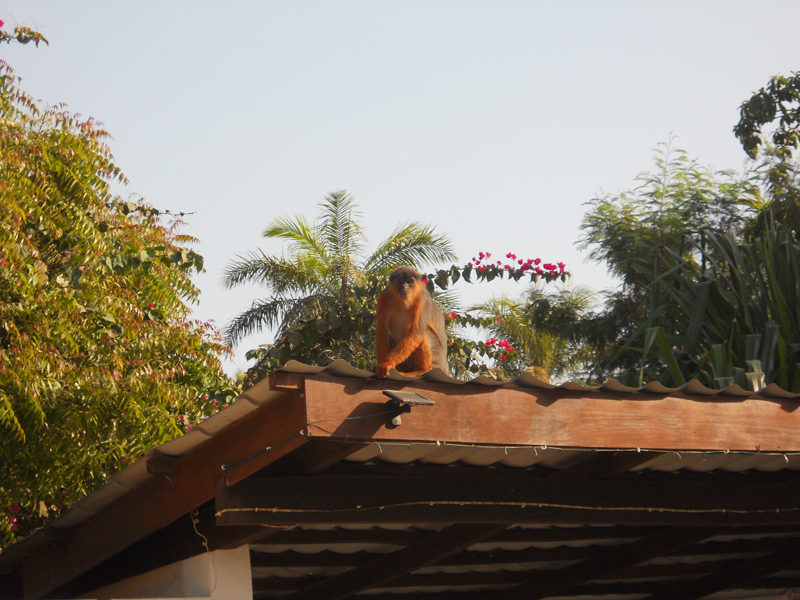 Our resident monkey.JP.JPG